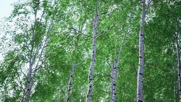Weiße Birken im Wald im Sommer video