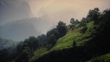 árboles verdes en el cañón al atardecer con niebla video