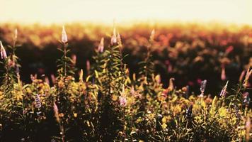 prairie sauvage avec des fleurs sauvages en fleurs dans la lumière du soleil douce tôt le matin ou au coucher du soleil