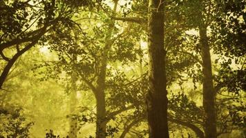 Magic dark summer forest scenery with rays of warm light video