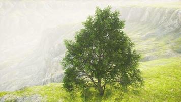 paisagem panorâmica com árvore solitária entre colinas verdes video
