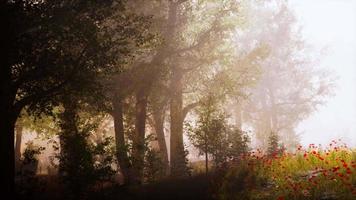 Sun beams pour through trees in foggy forest video