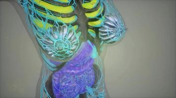 human body model illustration video