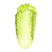 Chinese cabbage isolated on white background. Kind salad in flat style. Agriculture symbol for any purpose. vector