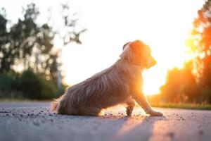 perro solitario abandonado contra el sol poniente. foto