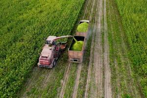 cosechar maíz del campo usando una cosechadora. foto