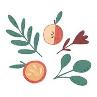 composición de manzanas, ramitas y flores sobre fondo blanco. boceto botánico escandinavo dibujado a mano en estilo garabato. vector