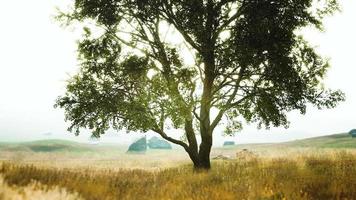 iconic oak tree casts a long shadow into a golden hill video