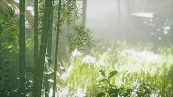 bambustammar och solljus skiner genom växtens väggar och dimman video