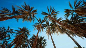 Palm trees at sunset light and sky video