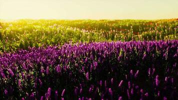 Flowers on the mountain field during sunrise in the summer time video