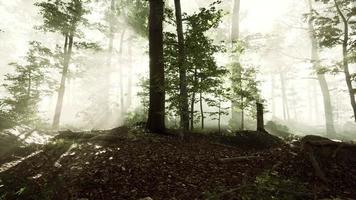 sun rising in a forest with fog video