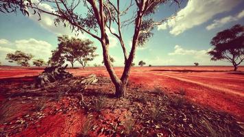 acacias dans le paysage de la tanzanie avec des nuages dans le ciel video