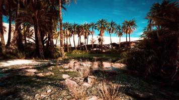 Palm trees flourish around a pool of water at a park in Palm Desert video