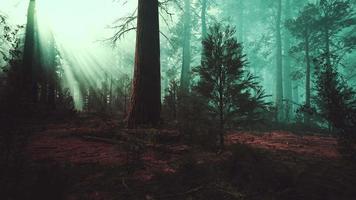 tief im Wald an einem nebligen Morgen video