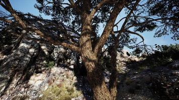 arbre solitaire au sommet d'une montagne le soir video