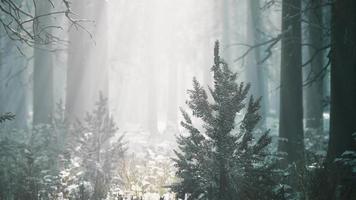 scena nebbiosa invernale della foresta di faggi e abeti rossi video