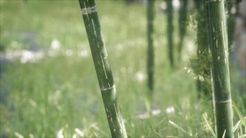 Green Bamboo trees forest background video