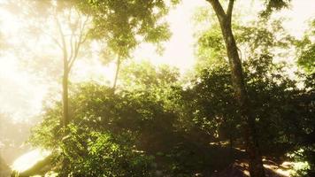 hyperlapse timelapse of beautiful tropical jungle video