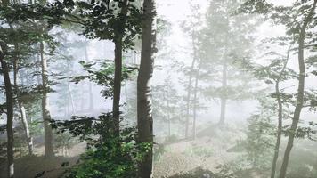 Sonnenaufgang in einem Wald mit Nebel video