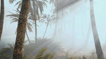 coconut palms in deep morning fog video