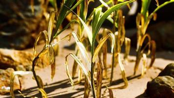 groene plant op zandstrand video