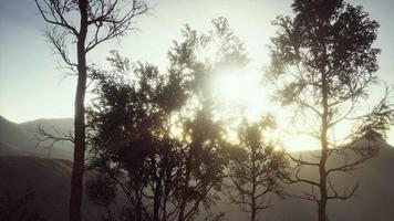 montagne dei Carpazi nebbia e foschia presso la pineta video