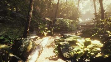 hyperlapse of tropic rainforest jungle with fog and sun rays video