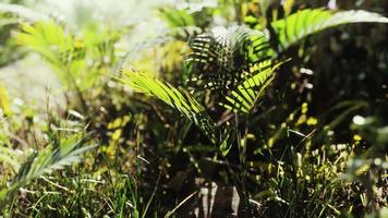 close-up da ponta de uma grama de tapete verde de folhas largas video