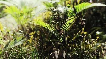 gros plan de la pointe d'un tapis d'herbe à feuilles larges vertes video