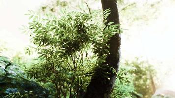 foggy spring morning in the leafy woods highlighted by the sun rays video