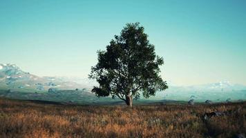 paysage avec une colline et un seul arbre au lever du soleil avec une lumière chaude video