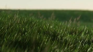 grönt färskt gräs som en fin bakgrund video