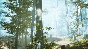 sunny silhouetted forest with sunbeams through fog video