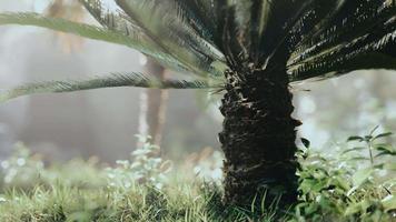 jardin tropical avec palmiers dans les rayons du soleil video