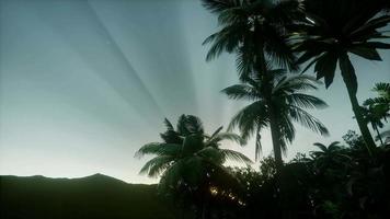 Sunset Beams through Palm Trees video