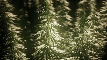 bosquets de plantes de marijuana sur le terrain video