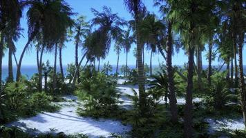 playa tropical con arena blanca, agua turquesa y palmeras