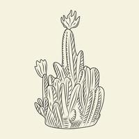 Wild cacti sketch. Parodia cactus isolated on light background in hand drawn style. vector