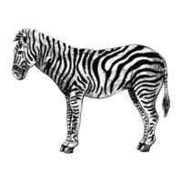 Zebra isolated on white background. Sketch graphic striped animal savanna in engraving style.