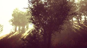 Fog morning over the meadow near the forest hyperlapse video