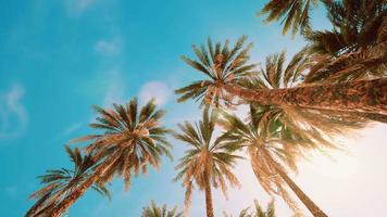 Palm trees at sunset light and sky video