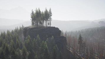 paisaje de bosque de montaña brumoso en la mañana video