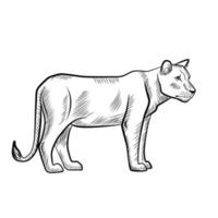 lioness isolated on white background. Sketch graphic predator of savannah in engraving style. vector