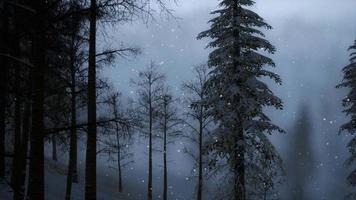 brouillard brumeux dans la forêt de pins sur les pentes des montagnes video