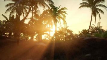 Sunset Beams through Palm Trees video