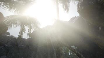 Big Palms in Stone Cave with Rays of Sunlight video