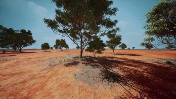 savane africaine sèche avec des arbres video