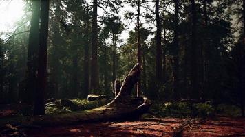 jätte sequoia i den jättelika skogsdungen i sequoia nationalparken video