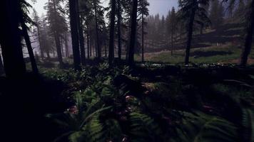 8k misty carpathian spruce forest at night video